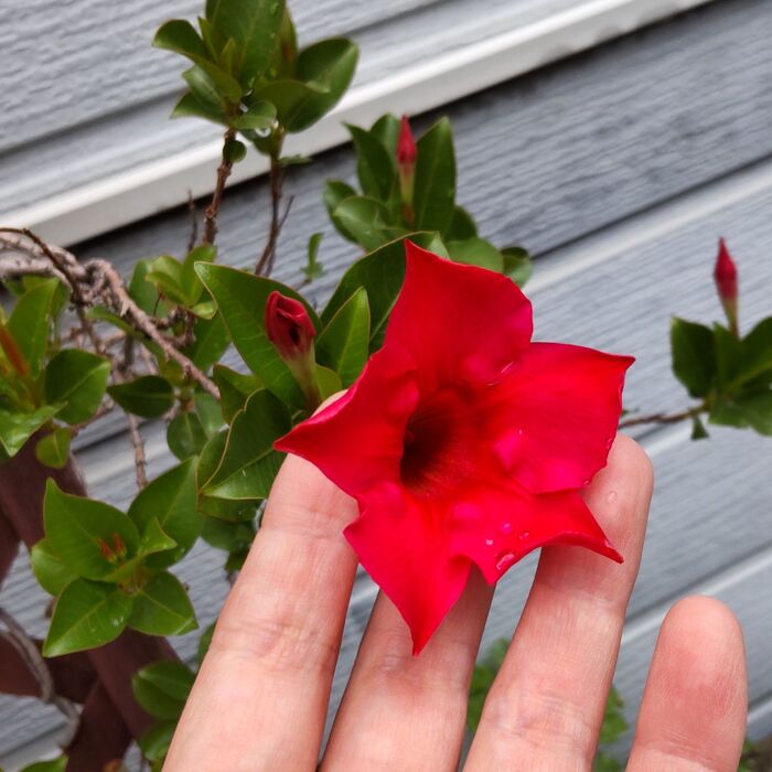 マンデビラの花言葉は「固い友情」「情熱」「危険な恋」