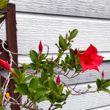 情熱的なお花「マンデビラ」!実は、恐ろしく小悪魔なんです!お子様注意!猛毒があるの?白い汁が出る?