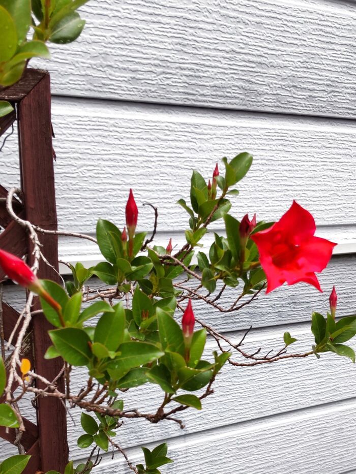 情熱的なお花「マンデビラ」!実は、恐ろしく小悪魔なんです!お子様注意!猛毒があるの?白い汁が出る?