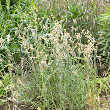 【5月道端の雑草】誰も見てない、やたら地味な花を咲かせる雑草の正体は?「母子草」と比較してみたよ。