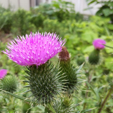 【6月の道端の超危険雑草】お子様・ペット要注意!舐めてはいけない!美しい顔して、鬼のような花、毒は?