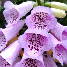 【6月のヤバい有毒植物】お子様注意!ベル型の華やかな花を穂状につける「ジギタリス」猛毒なの?