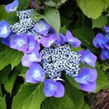 「6月の身近な植物の注意点」お食事の際、紫陽花の花や葉が料理とともに飾られていたらどうする?