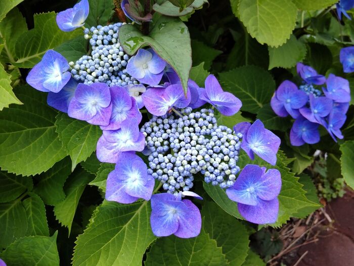 「6月の身近な植物の注意点」お食事の際、紫陽花の花や葉が料理とともに飾られていたらどうする?