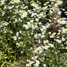 【6月空き地の雑草】天使?悪魔?素朴で清楚、可愛い顔して、日本の侵略的外来種ワースト100に選定ー!