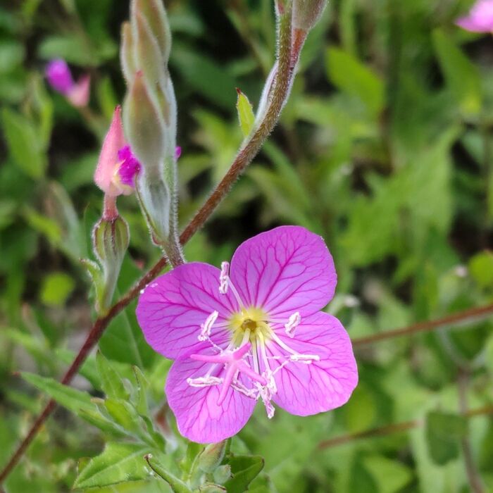 花は非常に可愛らしく、目を引きます♪