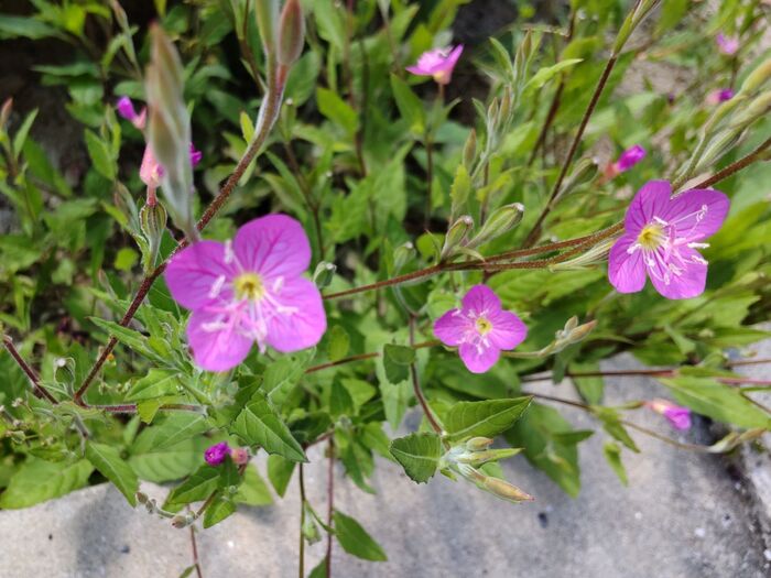 花も葉も素敵です!