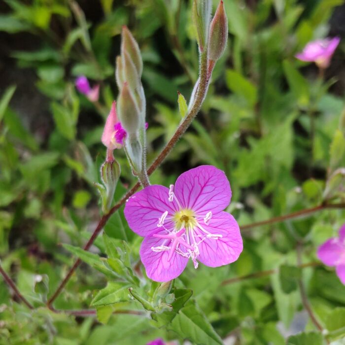 【6月道端の雑草】可愛い顔して「臆病」ではなく実は図太いんです!「アカバナユウゲショウ」とは?