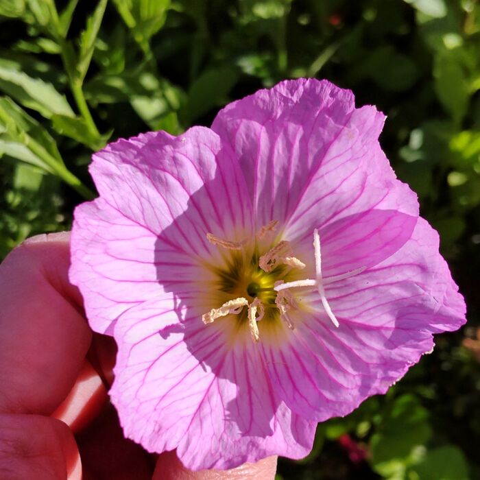 こちらは今年、別の場所で撮影した「ヒルザキツキミソウ」です