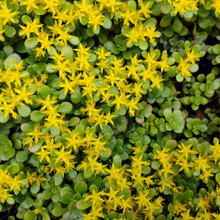 【6月道端の雑草】放任すればするほど輝く満点の星?♡「マルバマンネングサ」♡牧野富太郎博士が発見?