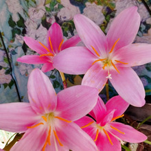 【6月の道端の有毒植物】本当は怖い!「清純な愛」に満ちたサフランモドキの花姿。意外な顔とは?