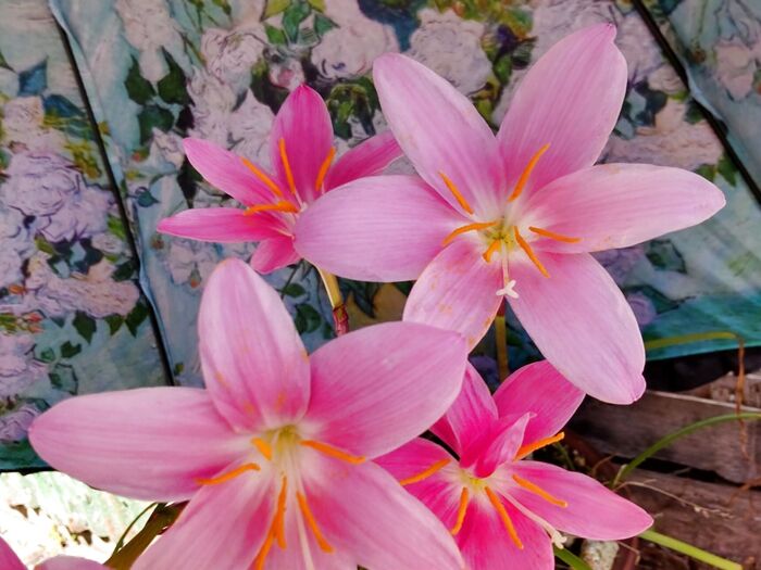 【6月の道端の有毒植物】本当は怖い!「清純な愛」に満ちたサフランモドキの花姿。意外な顔とは?