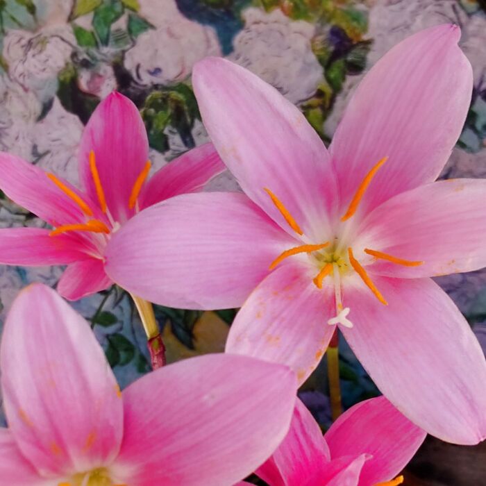 実は、取り扱い注意の植物なんです!