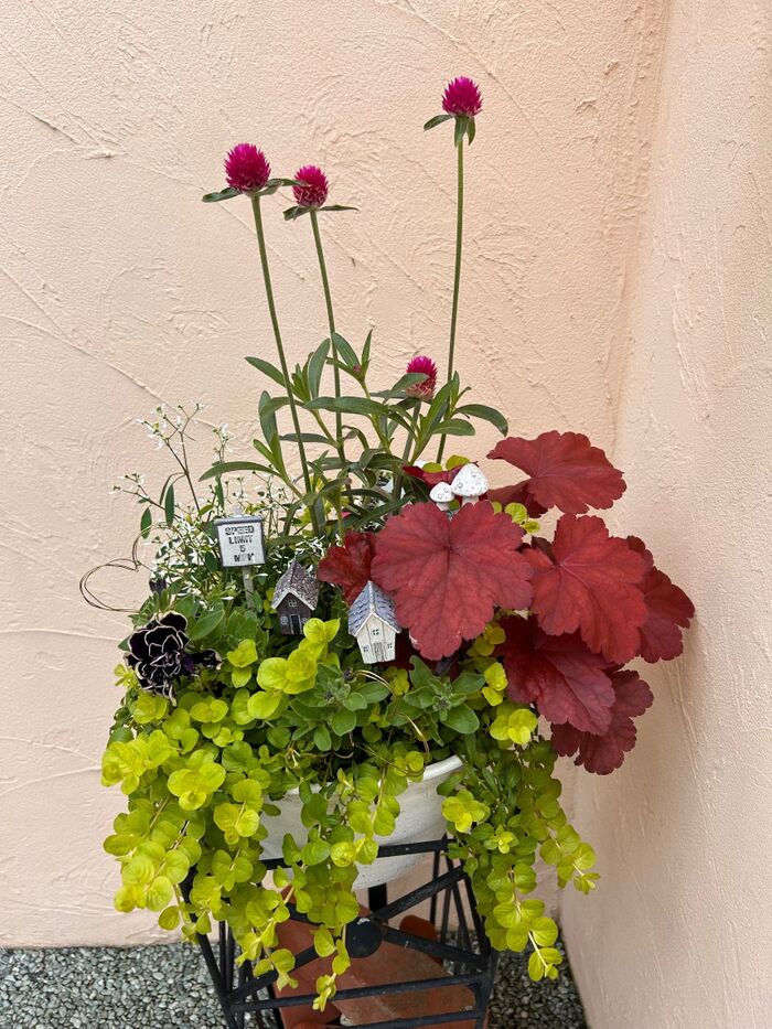 予算1,000円⭐︎初夏の寄せ植え