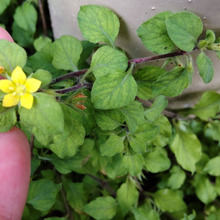 【6月道端の雑草】名を知って用心しようと思った!野菜の名がついているのに、花言葉は「私を食べないで」