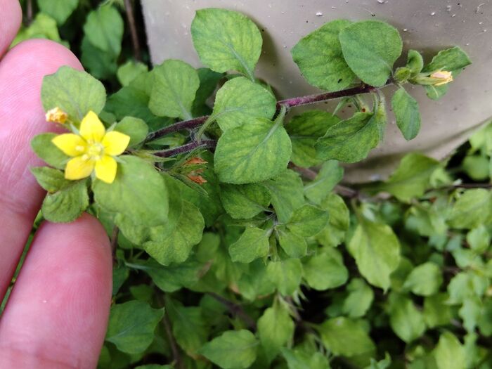 【6月道端の雑草】名を知って用心しようと思った!野菜の名がついているのに、花言葉は「私を食べないで」