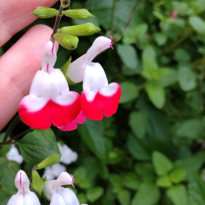 【6月開花】ピカイチ植物♡葉を揉んだサクランボの香りが防虫効果あり!♡花言葉は「燃ゆる思い」♪