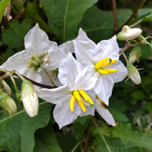 【6月道端の有毒雑草】朝ドラ『らんまん』の牧野富太郎博士も可愛い顔に騙された?奇抜な名に隠された意味