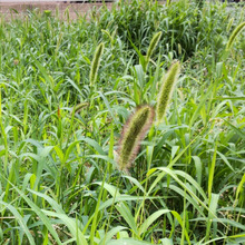 【6月道端の雑草】ペットを遊ばせると意外にも危険な猫じゃらし!戦前は重要な食糧資源、紫色なのは仲間?