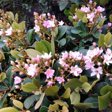 猛毒はどっち?美しい花を咲かせ、都市環境に適した馴染みの植物→『天使』と『悪魔』くらい違いがあるよ!