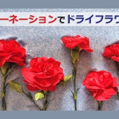 自宅鉢植えのカーネーションを鮮やかなドライフラワーに!