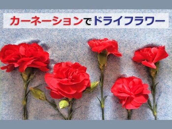 自宅鉢植えのカーネーションを鮮やかなドライフラワーに!