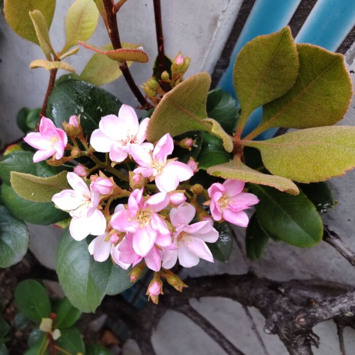 ピンクの小花が沢山開花して、うっとりさせてくれましたよ