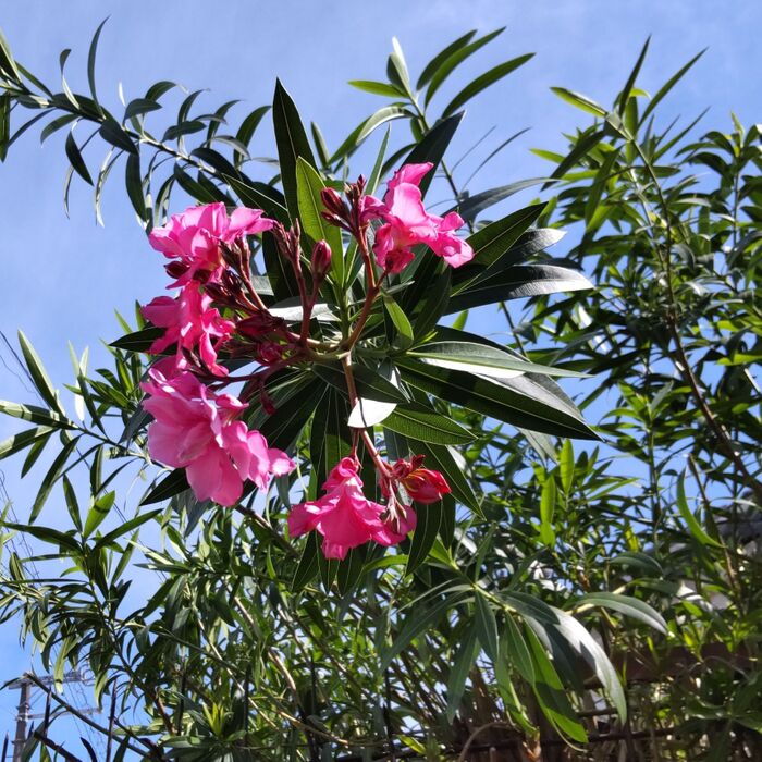 似た活用方法をされている、こちらの植物は「キョウチクトウ(夾竹桃)」です