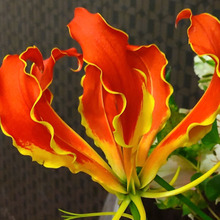 【ビビるほど危険が潜む植物!】毒蜘蛛のように恐ろしい面がある?艶やかで情熱的!人気の「グロリオサ」!