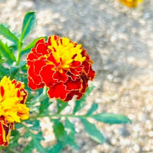 【マリーゴールド】美しさだけではなかったのか!観賞用ともうひとつの役目とは?