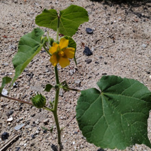 ゾンビな桐の葉に似た葉をもつ「イチビ」!ポツンと一軒家的な雑草、知ったらヤバイので駆除したくなる!