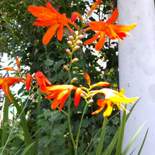 【6月道端の要注意雑草】野性味溢れる美しさ!「ヒメヒオウギズイセン」とは?6月~8月に開花