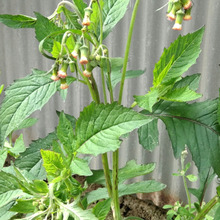 有毒雑草ノボロギクの仲間?危険?こうべを垂れる不気味な花 の花言葉は 「大切なのは、中身より外見」!