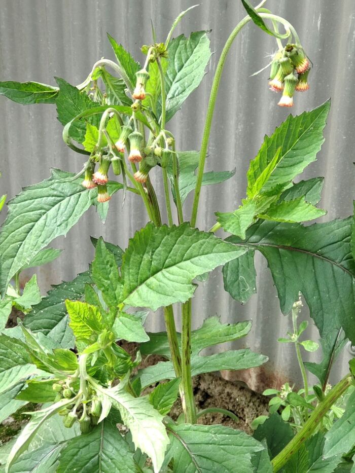 有毒雑草ノボロギクの仲間?危険?こうべを垂れる不気味な花 の花言葉は 「大切なのは、中身より外見」!