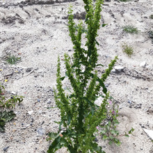 【6月空き地の雑草】目玉がたくさんついた妖怪みたい?「ナガバギシギシ」ってどんな雑草?
