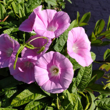 道端の可愛い顔した超ヤバい雑草!初夏の訪れを感じる「昼顔」は油断大敵?花言葉もヤバい!