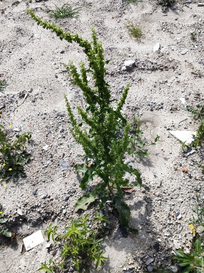 この植物は「ナガバギシギシ(長葉羊蹄)」です