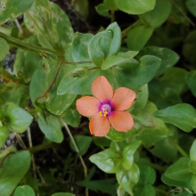 お子様・ペット要注意!オレンジ色の「ハコベ」が名につく可愛い小花、別名「ドクハコベ(毒繁縷)」ー!