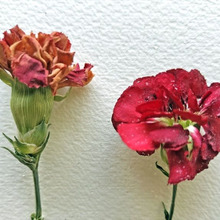 自宅鉢植えのカーネーションを鮮やかなドライフラワーに!part2~検証結果~