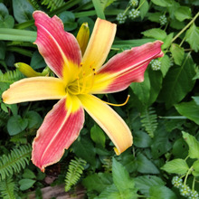 有毒な果実がたわわに実る中、開花する艶やかな美しい花、注意も必要な花なの?花言葉は「一夜の恋」!