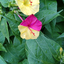 「オシロイバナ」好きな人に渡すと嫌われるかも?花言葉に隠された意味&混ざる花の色の不思議とは?