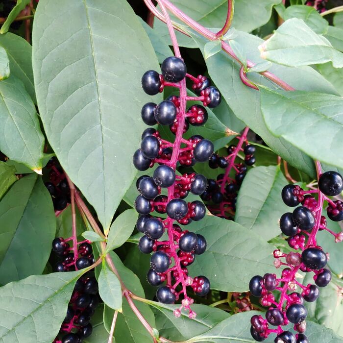 このような「果実」を実らせますよ。全草『有毒』です。毒性は強いです!