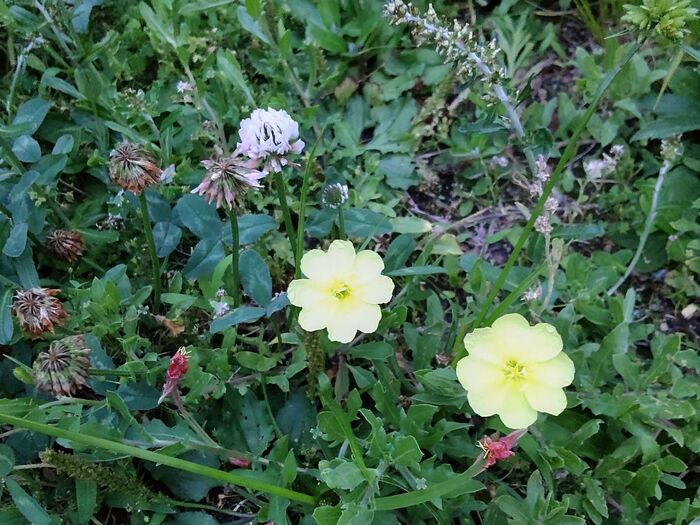 花言葉の「魔法」もぴったり!