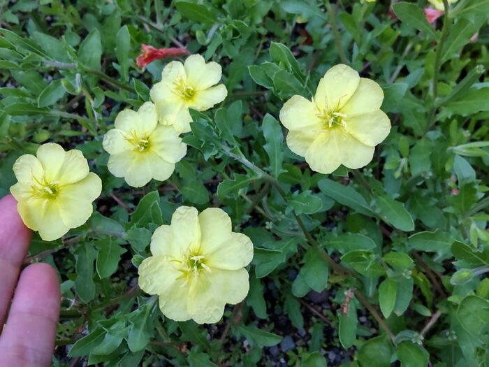 この植物は「コマツヨイグサ(小待宵草)」です