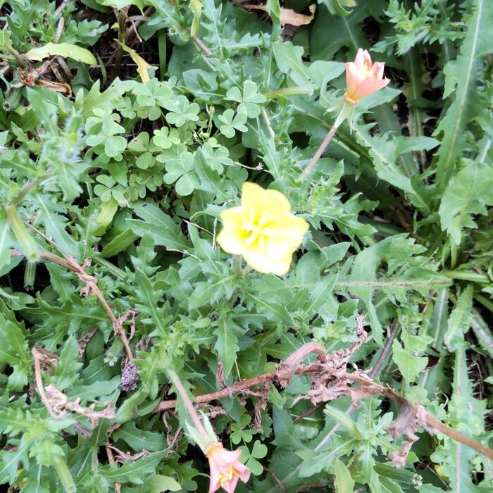 2つほど、開ききっていない花姿のお花を発見しました!