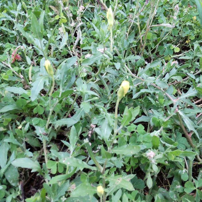 実際に花が咲く瞬間を見てみましょう~!