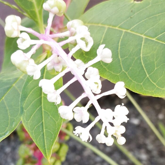 『コンクリート』に咲く花って、凄くないですか?