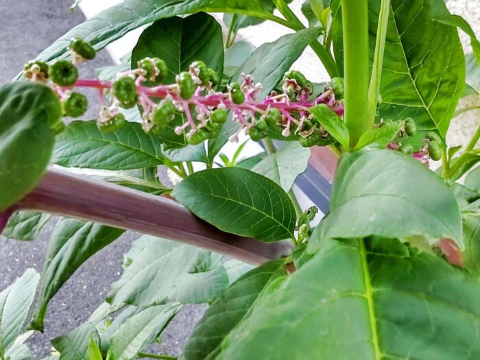 やがて、美味しそうなぶどうのような果実を実らせます。