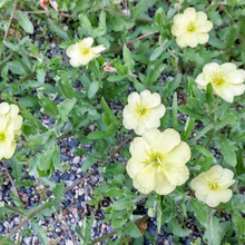 レモン色の花姿♡夕暮れ~夜に時間の移ろいとともに彩られる自然の魔法♡コマツヨイグサの美しい開花ショー