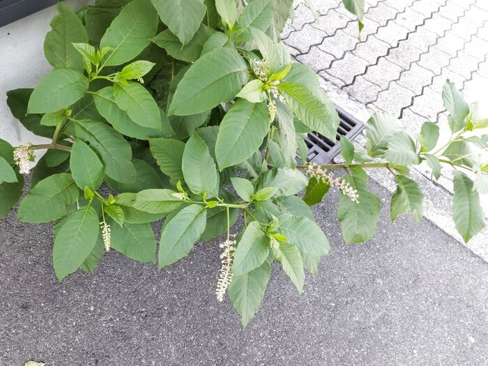 この植物は「ヨウシュヤマゴボウ(洋種山牛蒡)」です。別名はアメリカヤマゴボウ